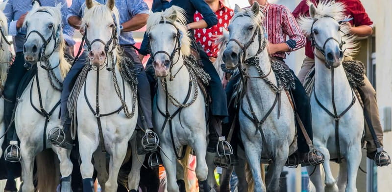 From Avignon: Camargue Tour with Pont de Gau Bird Park Entry - Who should book this Camargue tour?