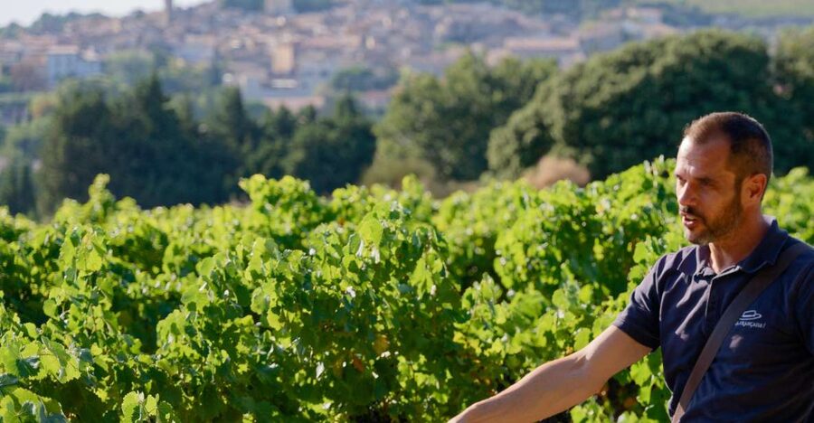 From Avignon: Châteauneuf du Pape Half-Day Wine Tour - Five things worth knowing before you book