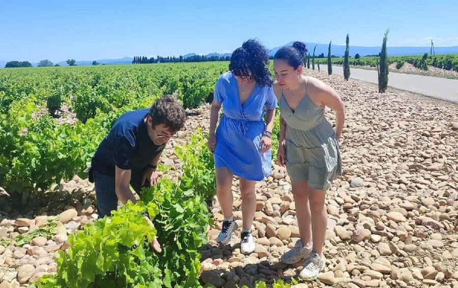 From Avignon: Châteauneuf du Pape Half-Day Wine Tour - Timing, food, and what to bring