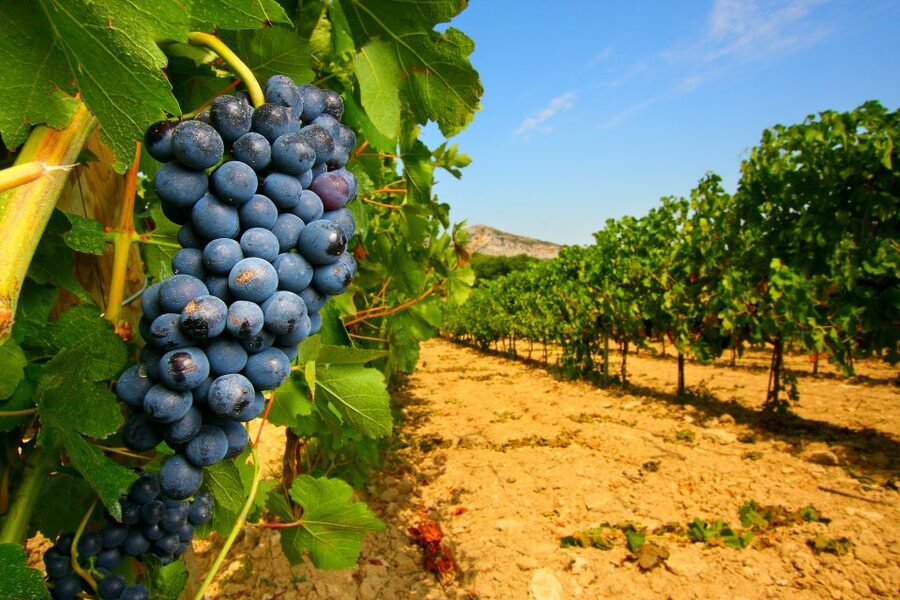 From Avignon: Half-Day Great Vineyards Tour - The essential details at a glance