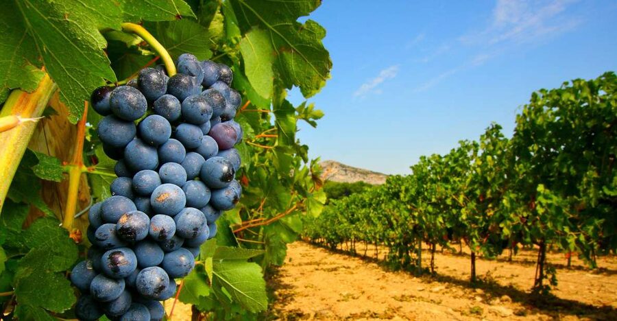 From Avignon: Half-Day Great Vineyards Tour - Why this half-day tour works well from Avignon