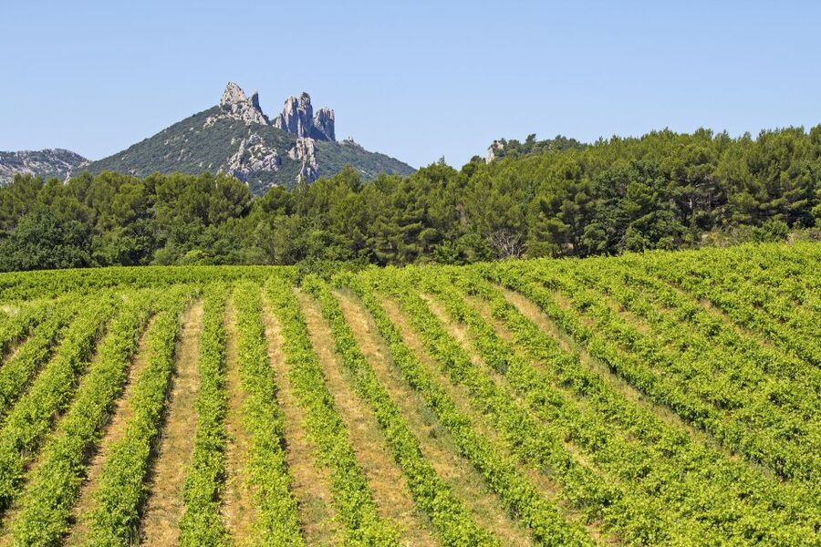 From Avignon: Half-Day Great Vineyards Tour - Gigondas and Séguret: two different tastes of Provence