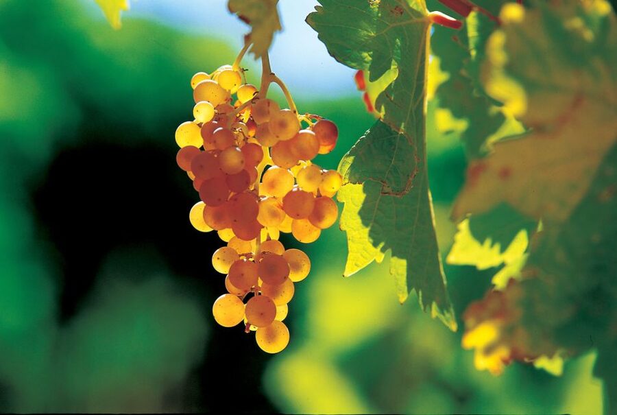 From Avignon: Half-Day Great Vineyards Tour - Châteauneuf-du-Pape and its serious wine reputation
