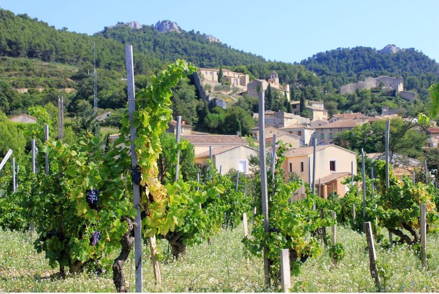 From Avignon: Half-Day Great Vineyards Tour - What you actually learn about wine