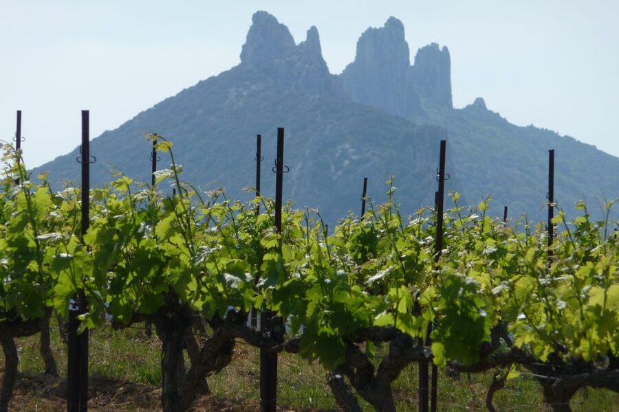 From Avignon: Half-Day Great Vineyards Tour - Tasting without feeling out of your depth