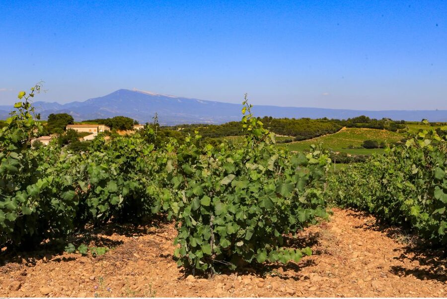 From Avignon: Half-Day Great Vineyards Tour - Through the Côtes du Rhône countryside