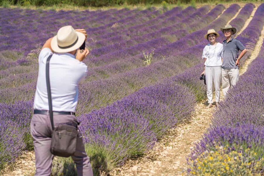 From Avignon: Half Day Lavender Tour to Sault - Who should book this tour