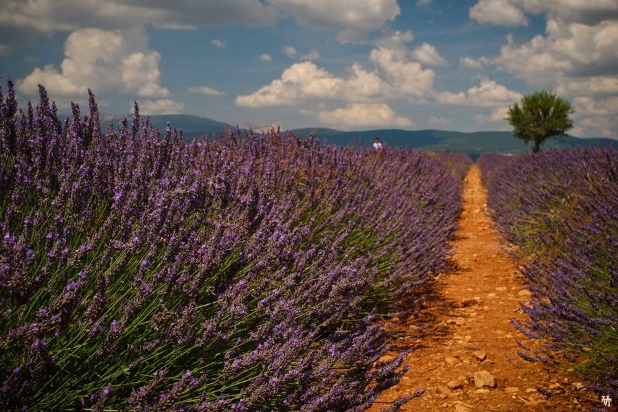 From Avignon: Lavender Fields & Luberon Village Guided Tour - Key points to know before you book