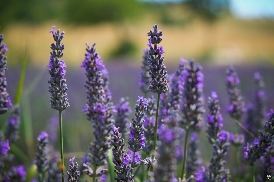 From Avignon: Lavender Fields & Luberon Village Guided Tour - Should you book this tour?