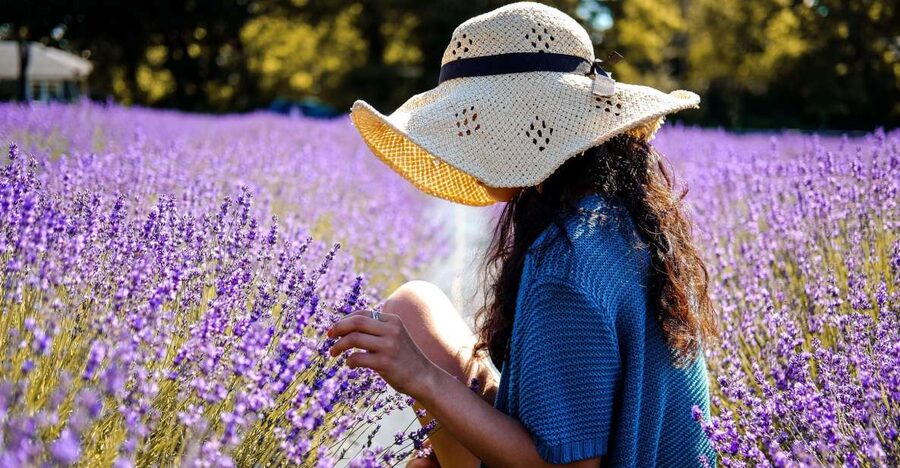 From Avignon: Lavender Fields & Luberon Village Guided Tour - Value, timing, and the practical tradeoffs