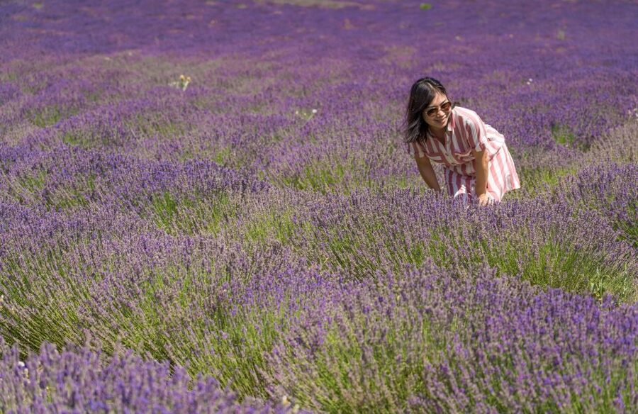 From Avignon: Lavender Villages Full-Day Tour - Practical Tips for a Better Day