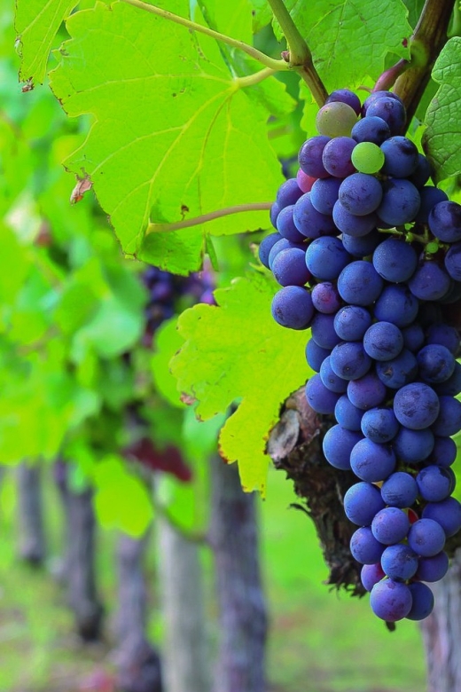 From Bordeaux: Full-Day Medoc Wine Tour - The Medoc details that matter most
