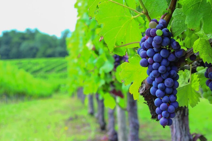 From Bordeaux: Full-Day Medoc Wine Tour - Why this is a smart way to see Medoc