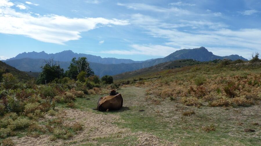 From Calvi: 4x4 Day Tour Mountain & Agriates' Saleccia Beach - The guide can shape the whole day