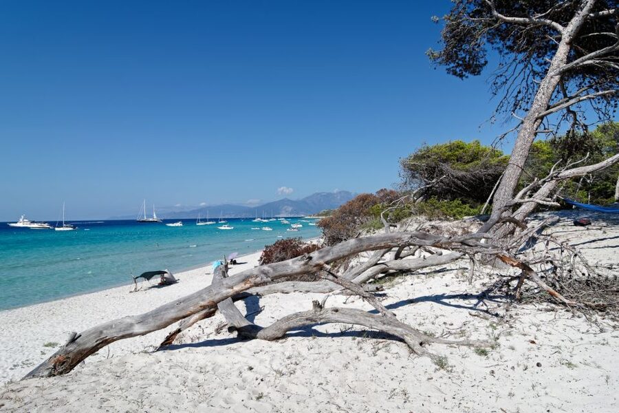 From Calvi: Agriate Guided Jeep Tour to Lotu and Saleccia - Lotu Beach: The First Coastal Pause