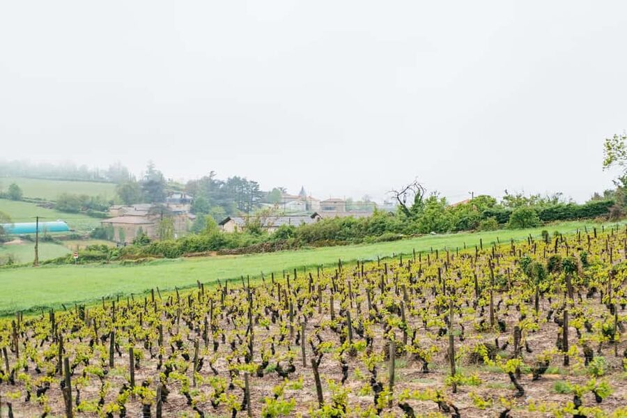 From Lyon: Golden Stones Beaujolais Wine Tasting Tour - Who will enjoy this Beaujolais outing?