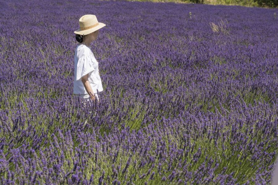 From Marseille: Lavender Full-Day Trip to Sault - Learning How Lavender Becomes Oil