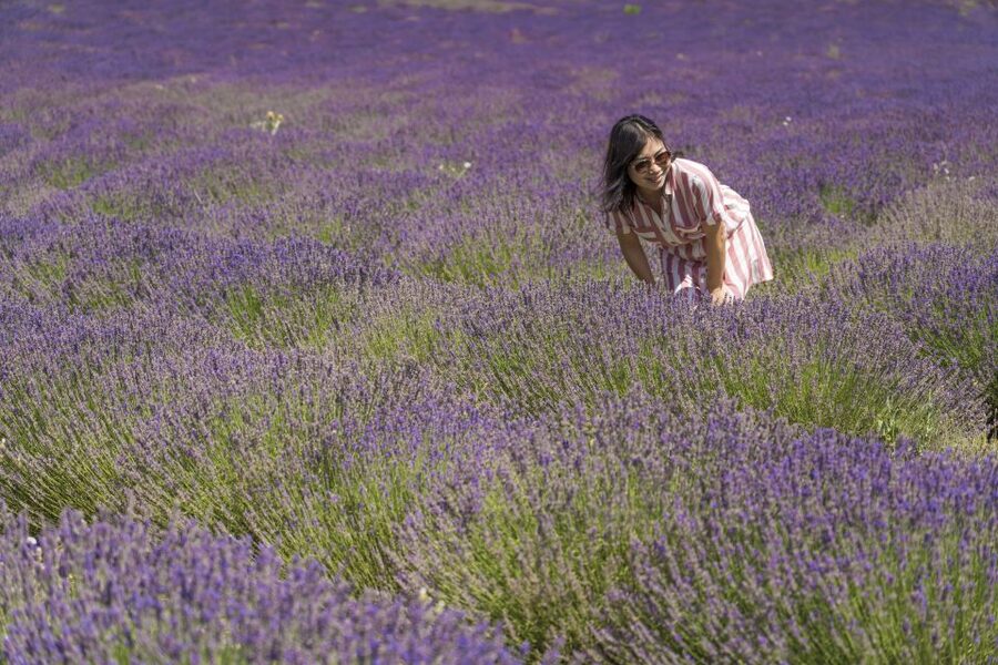 From Marseille: Valensole Lavender Full-Day tour - Key points to know before booking
