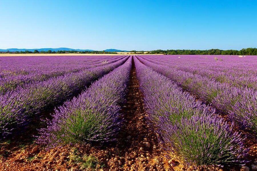 From Marseille: Valensole Lavender Full-Day tour - Lavender fields, photo stops, and the blue gold story