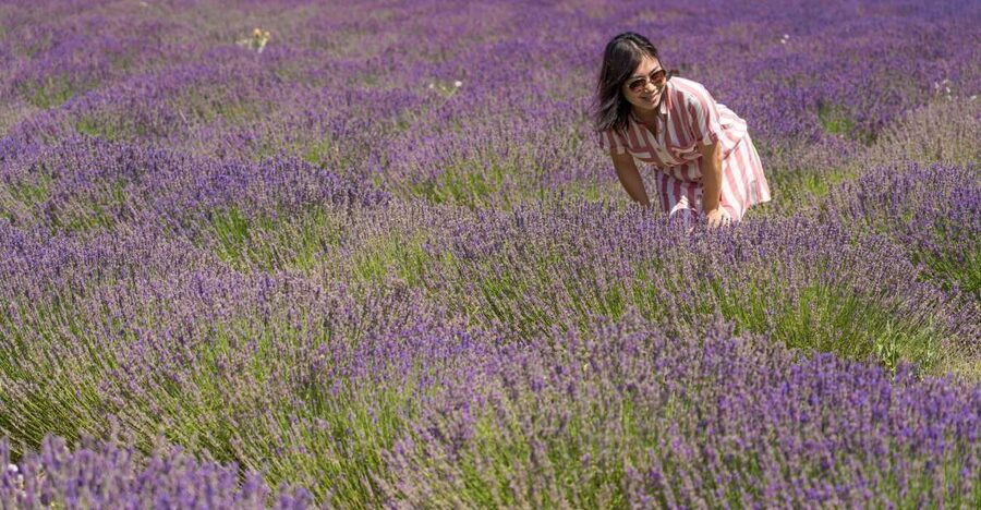 From Marseille: Valensole Lavender Full-Day tour - The drive toward Valensole Plateau