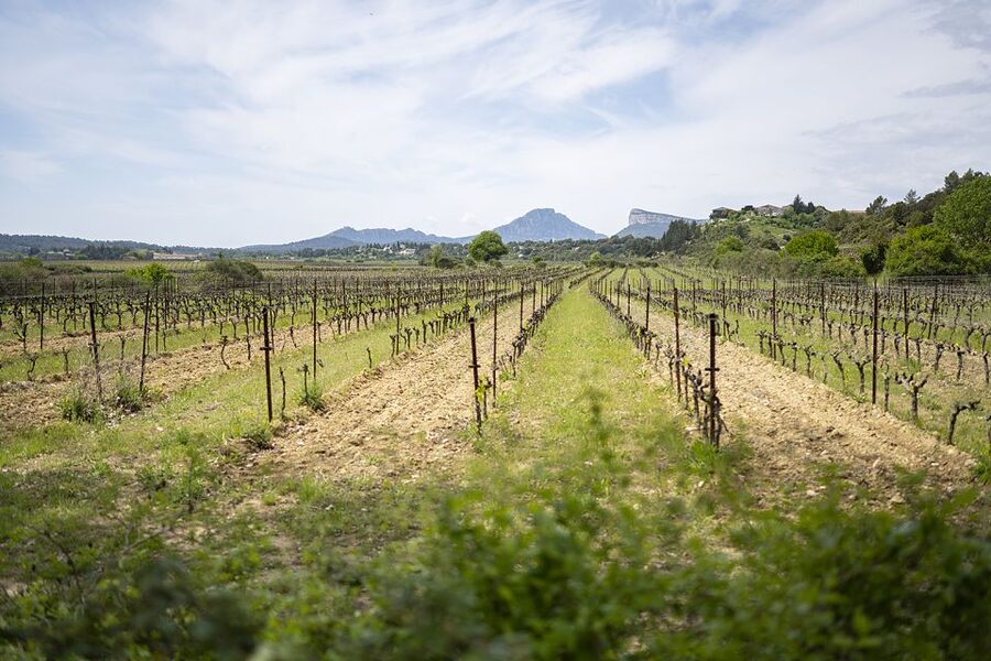 From Montpellier: Half-Day Vineyard & Pic Saint-Loup Tour - Why this short tour works so well from Montpellier