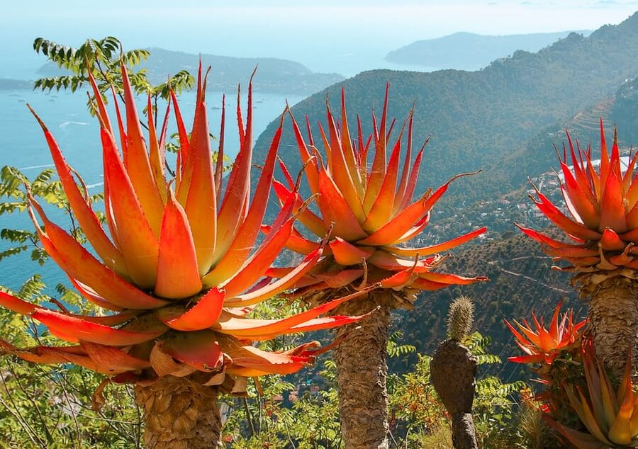 From Nice: Eze, Monaco, and Monte Carlo Half-Day Trip - What the $153 price really buys you