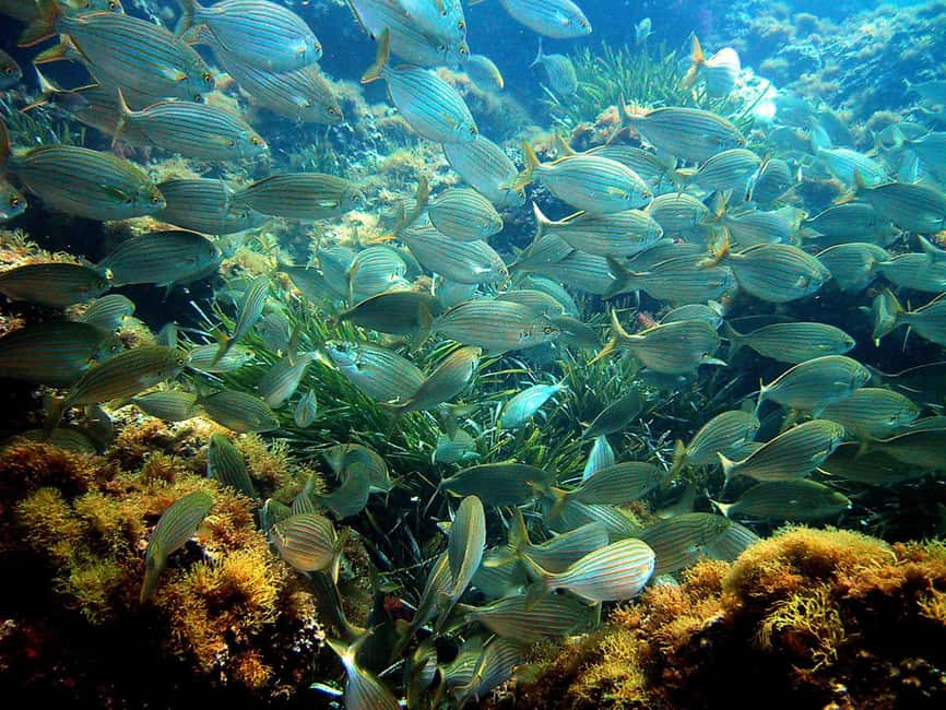 From Nice: French Riviera Swimming and Snorkeling Cruise - What Makes This Nice Boat Trip Worth Your Time