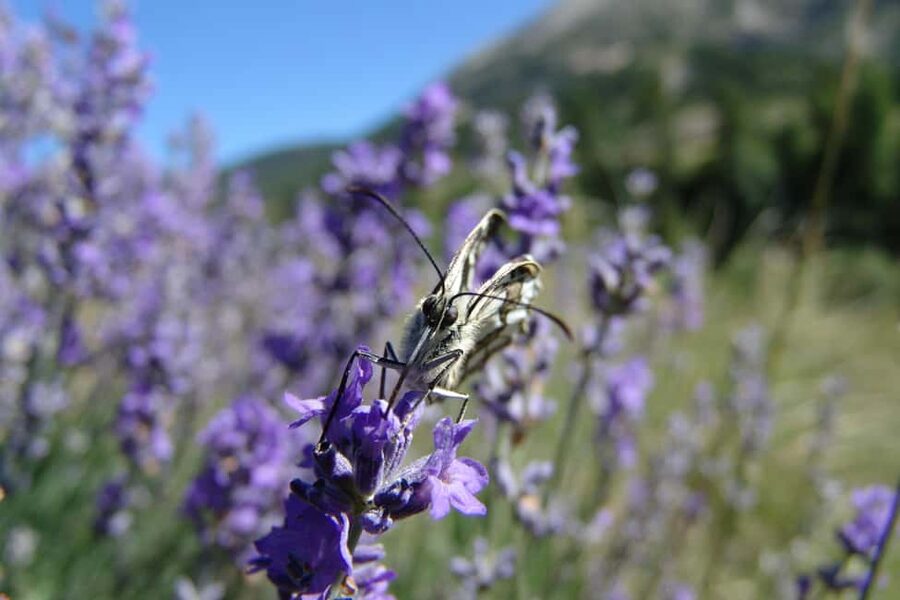 From Nice: Historic Train Ride & Alps Villages - Who should book this Alpine day trip?