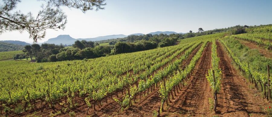 From Nice: Provence Wine Full-Day Tour - First stop: a Cru Classé château with two thousand years of history