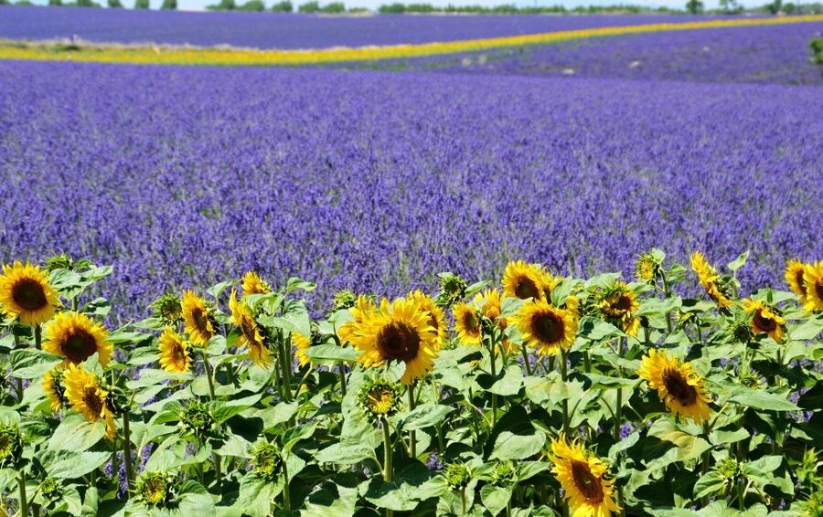 From Nice: Verdon Gorge Full-Day Tour - Lake Sainte-Croix, Blue Water at the Foot of the Gorge