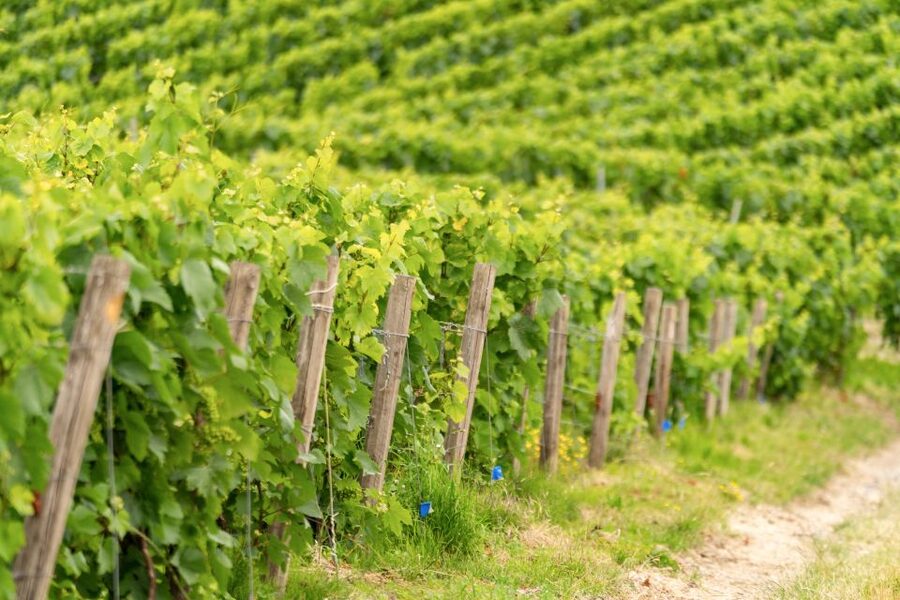 From Paris: Day Trip to Champagne with 8 Tastings & Lunch - Comparing a family estate and a cooperative