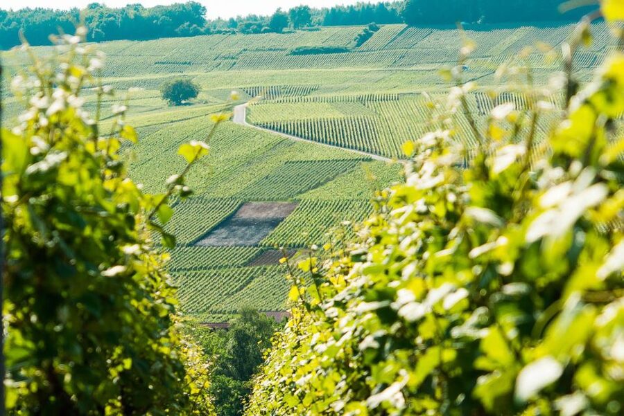 From Paris: Small-Group Champagne Day Trip with Six Tastings - The long ride east and the first look at Reims