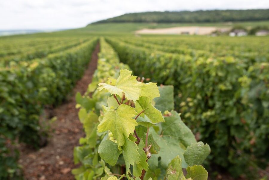 From Reims: Champagne and Family-Run Wineries Tour - A small van, a social afternoon