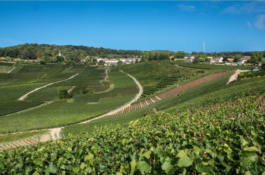 From Reims: Champagne Day Trip to 3 Family Domains & Lunch - Through the Marne Valley to the first estate