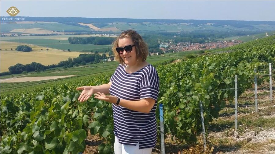 From Reims: Champagne Day Trip to 3 Family Domains & Lunch - Starting at Reims Central Station