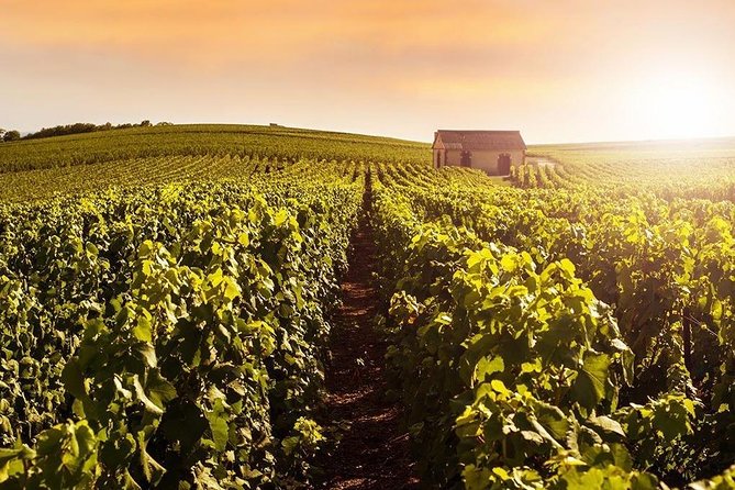 From Reims Champagne Day Trip Veuve Clicquot Local Domain & Lunch - Lunch at a local restaurant