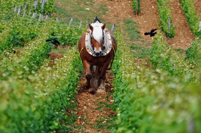 Full-Day Private Tour, 6 Premiers & Grands Crus, The Best of Burgundy - Romanée-Conti, Clos de Vougeot, and La Tâche