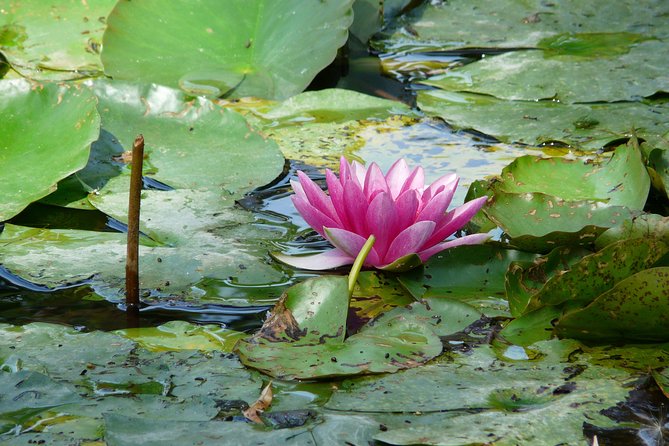 Giverny & Monet's House Audio Guided Half-day Tour from Paris - Crowds, Walking, and Comfort