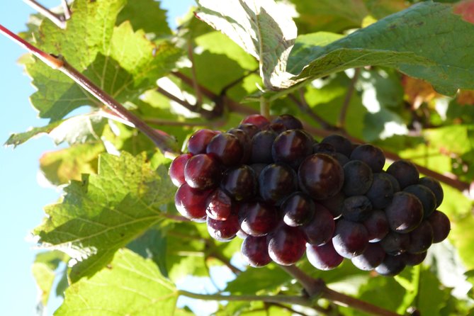 Golden stones Beaujolais Wine Tour with Tastings from Lyon - Saint-Laurent-dOingt and the first tasting