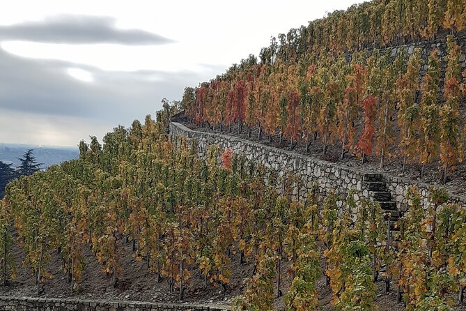 Guided tour and wine tasting Northern Rhône Valley - Ampuis and a second view of Rhône wine