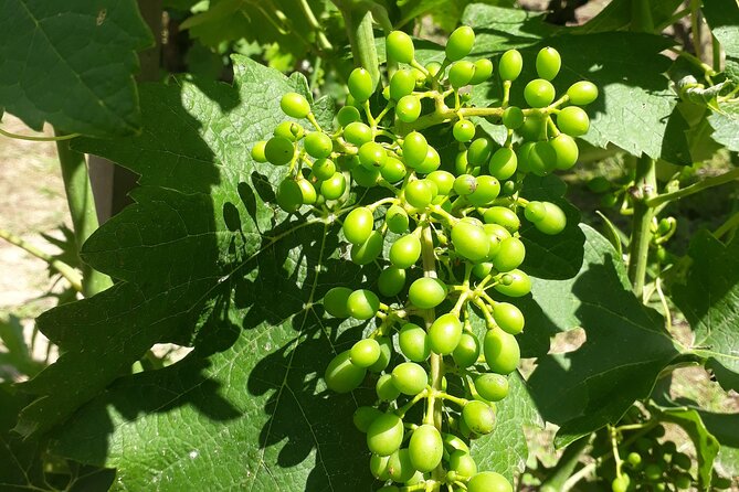 Guided tour and wine tasting Northern Rhône Valley - Is $143.97 a fair price?