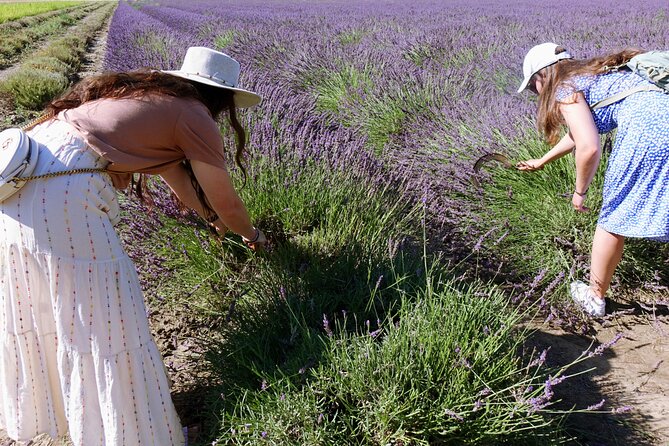 Guided tour Distillery of Lavender between Nîmes & Arles - Inside the distillery: how essential oils are extracted