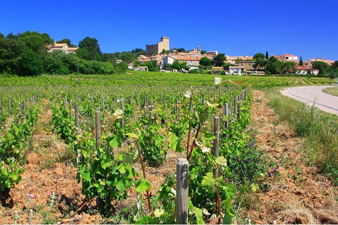 Half Day Great Vineyard Tour from Avignon - Who will enjoy this tour most