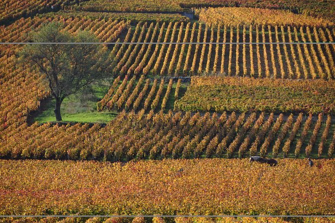 Half Day Tour of the Cote de Nuits Vineyards from Dijon - Why this is a useful first look at Burgundy