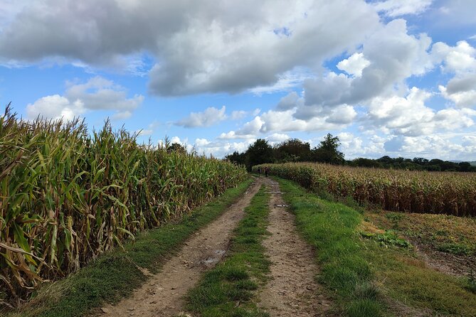 Hiking Adventure in Van Gogh's Footsteps with 6 miles walk - Auvers-sur-Oise, Van Gogh’s final village