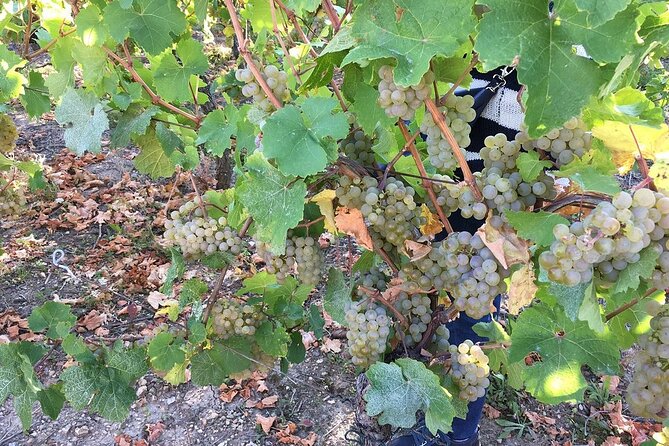 ICONICS Tour: 1/2 day on the Wine Route, visit of 2 Villages + Tasting. - Key things to know before you book