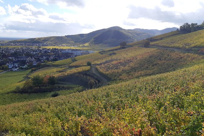 ICONICS Tour: 1/2 day on the Wine Route, visit of 2 Villages + Tasting. - What you learn about Alsatian wine