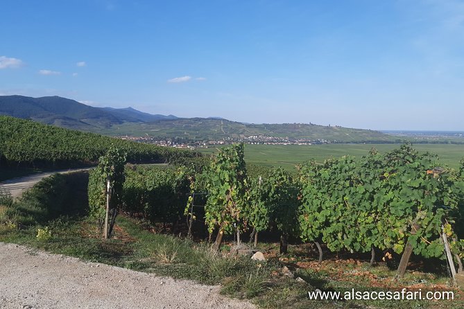 ICONICS Tour: 1/2 day on the Wine Route, visit of 2 Villages + Tasting. - Meeting Anna and heading into the vineyards