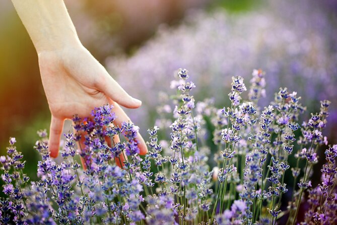 Lavender Route - Small-Group Day Trip from Avignon - The lavender fields are the real payoff
