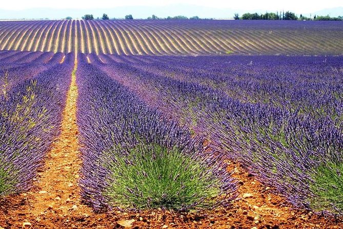 Lavender Small-Group Tour In Valensole from Marseille - Moustiers-Sainte-Marie: lunch in a storybook setting
